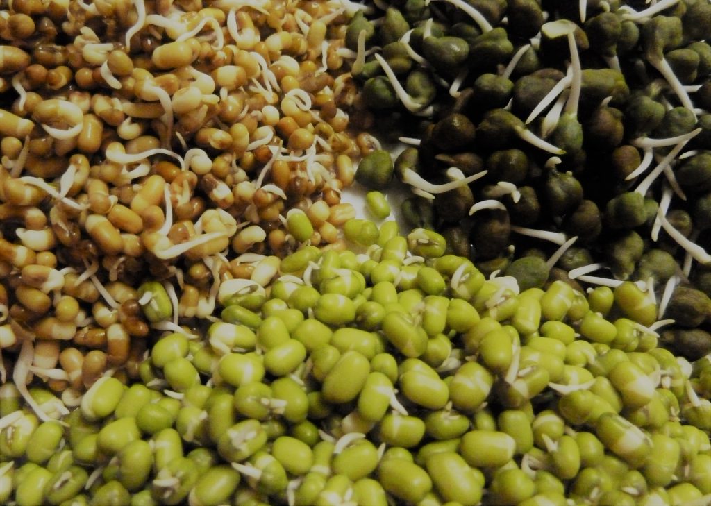 SPROUTED GRAINS (ANKURIT MUNG CHANA)